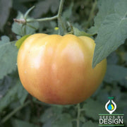 Tomato Seeds - Hillbilly - Regular Leaf