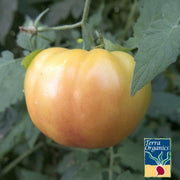 Tomato Hillbilly Organic Seed