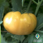 Tomato Seeds - Kentucky Beefsteak