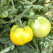 Tomato Seeds - Lime Green Salad