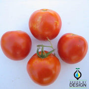 marion tomato