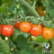 Tomato Seeds - Matt's Wild Cherry