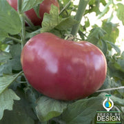 Tomato Mortgage Lifter Seed