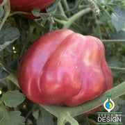 Tomato Seeds - Oaxacan Pink