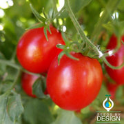 Tomato Seeds - Ocerion Red Plum