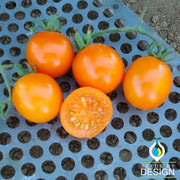 Tomato Seeds - Pride of the Trials