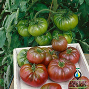 Tomato Seeds - Purple Calabash