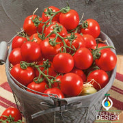 Tomato Seeds - Quedlinburger Furhe Libe