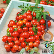 Tomato Seeds - Red Cherry Small