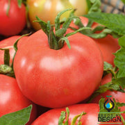 Tomato Seeds - Red Peach