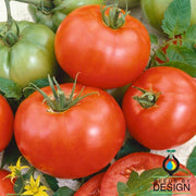 Tomato Seeds - Silvery Fir Tree