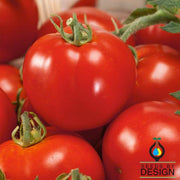 Tomato Seeds - St. Pierre