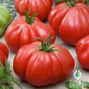 Tomato Seeds - Stuffer Pink