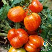 Tomato Seeds - Stuffer Striped