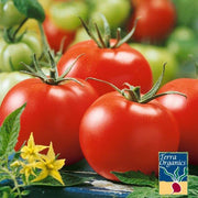 Tomato Seeds - Stupice - Organic