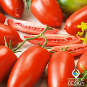 Tomato Seeds - Super Italian Paste
