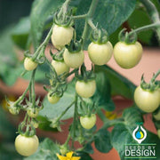 Tomato Seeds - Super Snow White