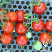 Tomato Seeds - Totem