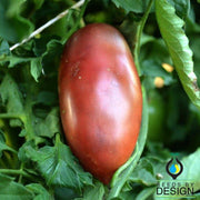 Tomato Seeds - Ukranian Purple