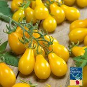Tomato Yellow Pear Organic Seed