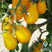 Tomato - Yellow Plum Garden Seeds