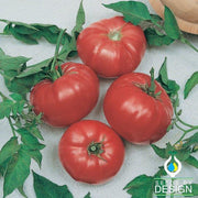 Tomato Seeds - Beef Maestro F1