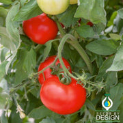 Best Boy Bush F1 Hybrid Tomato Seeds