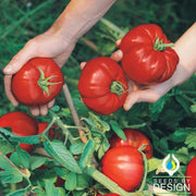 Tomato Seeds - Brandymaster Red F1