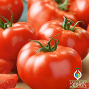 Tomato Seeds - Brandymaster Red F1