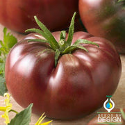 Tomato Seeds - Chef's Choice Black F1 AAS