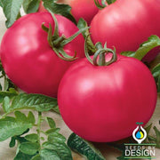 Tomato Seeds - Chef's Choice Pink F1 AAS