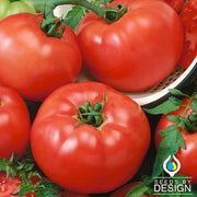 Tomato Seeds - Chef's Choice Red F1 AAS