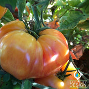 Tomato Seeds - Chef's Choice Striped F1