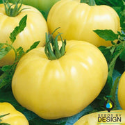 Tomato Seeds - Chef's Choice White F1