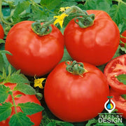 Tomato Seeds - Containers Choice Red F1