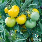 Tomato Seeds - Containers Choice Green F1