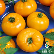 Tomato Seeds - Containers Choice Yellow F1