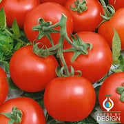 Tomato Seeds - Early Choice Red F1