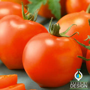 Tomato Seeds - Early Choice Red F1