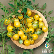 Tomato Seeds - Firefly F1 AAS