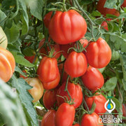 Tomato Seeds - Giant Garden Paste F1