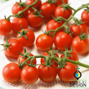 Tomato Seeds - Ladybug Improved F1