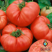 Tomato Seeds - One Pound Pink F1
