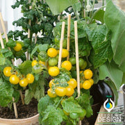 Tomato Seeds - Patio Choice Yellow F1 AAS
