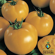 Tomato Seeds - Sunny Boy F1