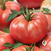 Tomato Seeds - Tastemaster Improved F1