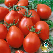 Tomato Seeds - Viva Salsa F1