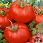 Tomato Ace 55 VF Seed