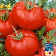 Tomato Seeds - Ace 55 VF (Organic)