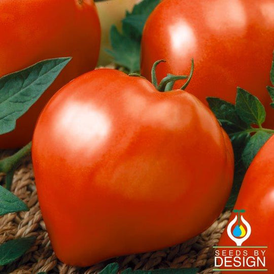 Anna Russian Tomato Seeds Non Gmo Open Pollinated Vegetable Garden
